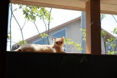 出窓は愛猫の日なたぼっこに最適な場所。外からよく見えるので、登下校する子どもや散歩するお年寄りに人気なのだとか。