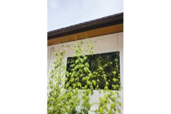 育成中のグリーンカーテンが美しく映えるシラス壁は調湿作用を持ち、家を快適な空間に保ってくれる